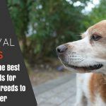 What are the Best Dog Breeds for Survival Featured Image