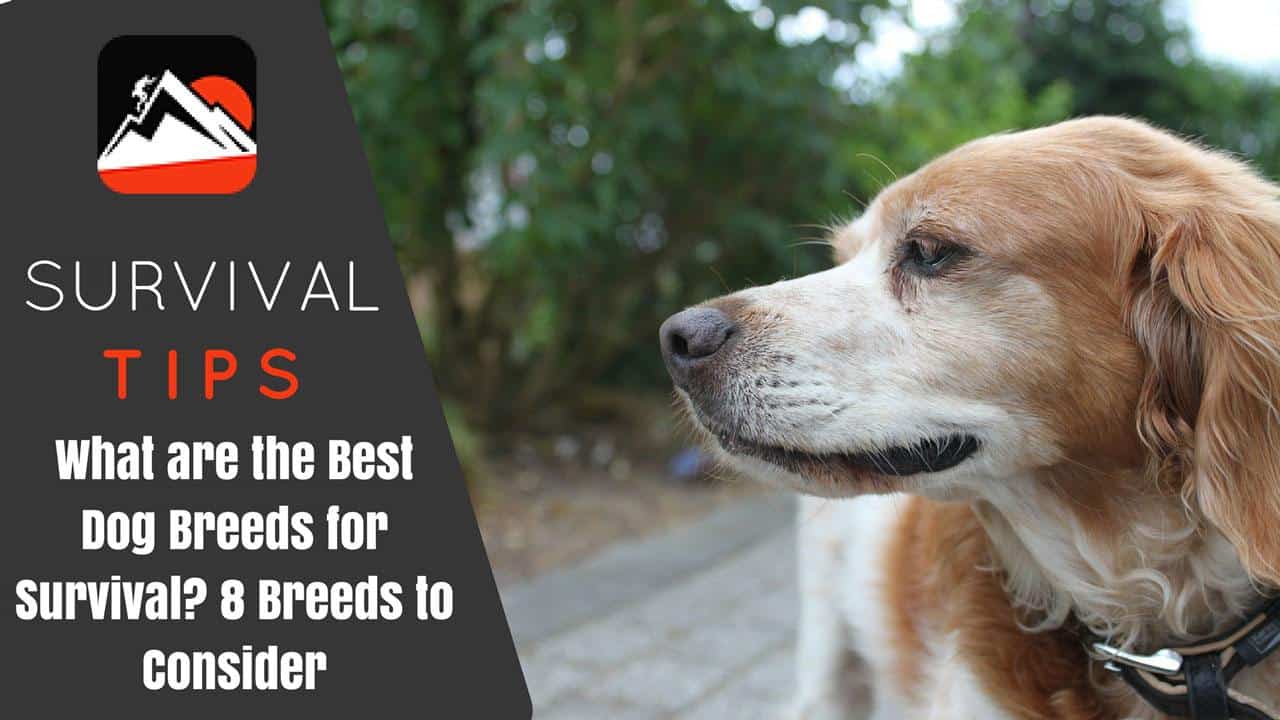 What are the Best Dog Breeds for Survival Featured Image