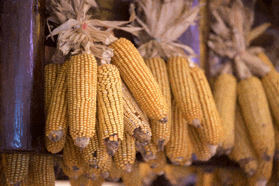 dried-corn