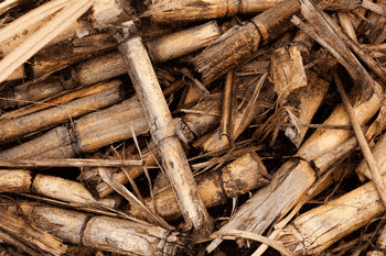 sugarcane-as-biomass-to-generate-energy