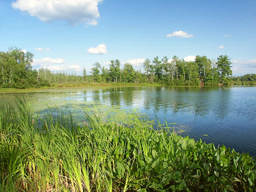 vegetation surrounding a lake